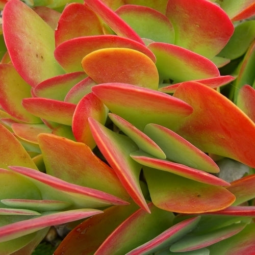 Kalanchoe luciae