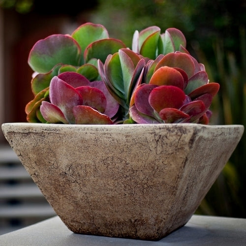 Kalanchoe luciae