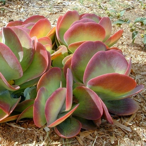 Kalanchoe luciae