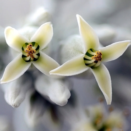 Kalanchoe luciae