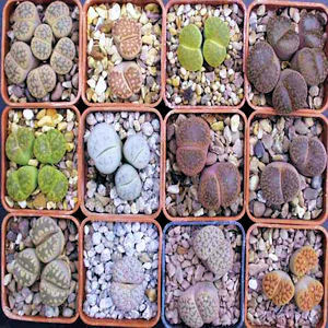 Lithops Mix