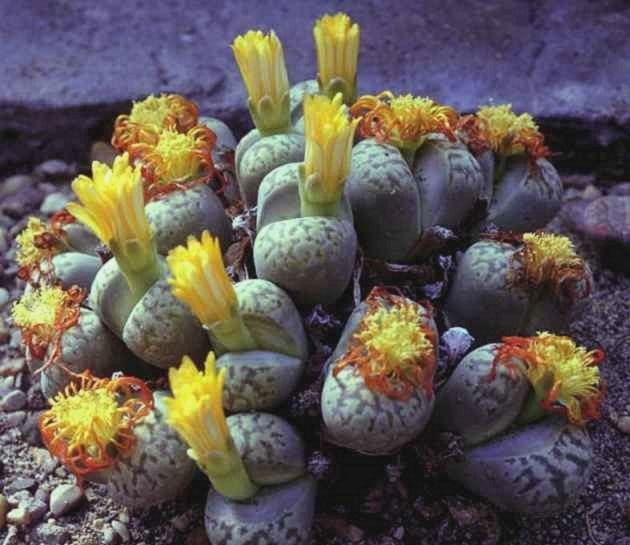 Lithops Mix