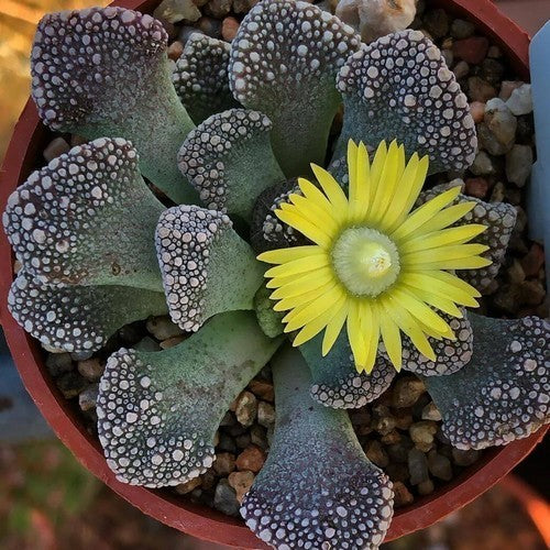 Titanopsis Mix