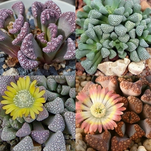 Titanopsis Mix
