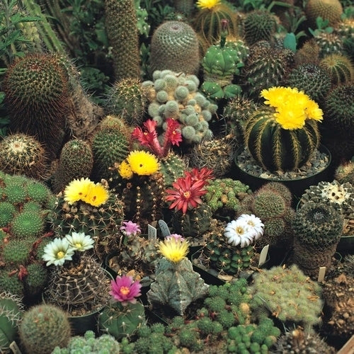 Cactussen / Succulenten 'Superfine Mixed'