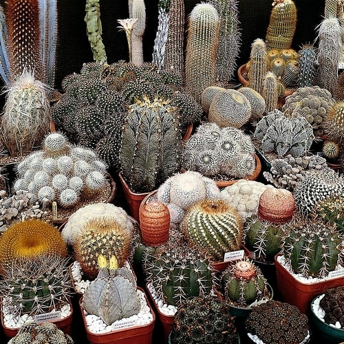 Cactussen / Succulenten 'Superfine Mixed'
