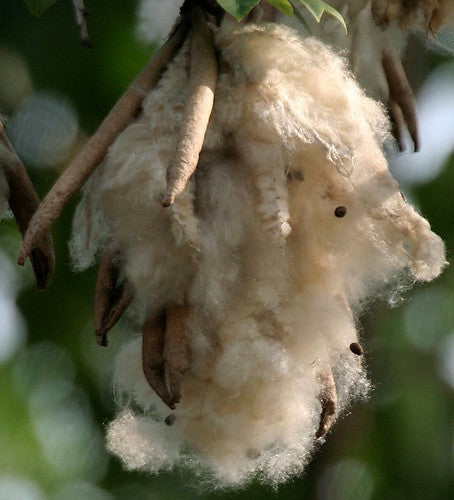 Ceiba pentandra