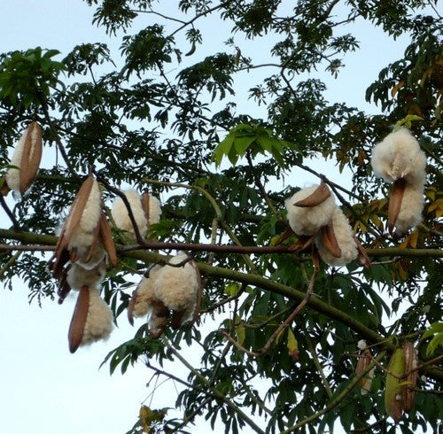 Ceiba pentandra