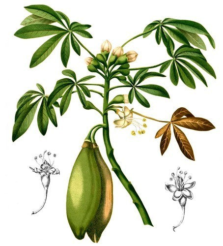 Ceiba pentandra