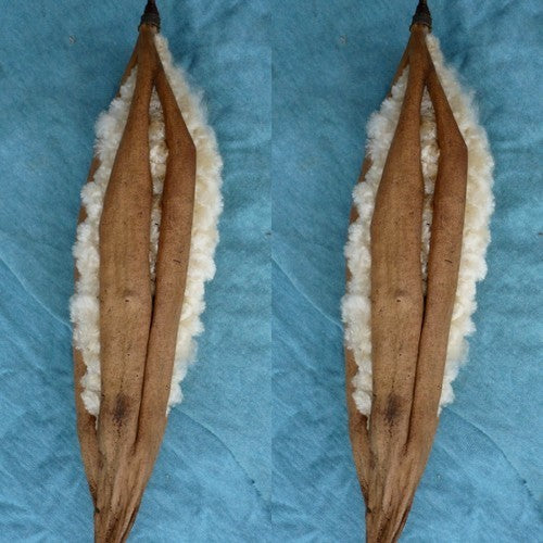 Ceiba pentandra