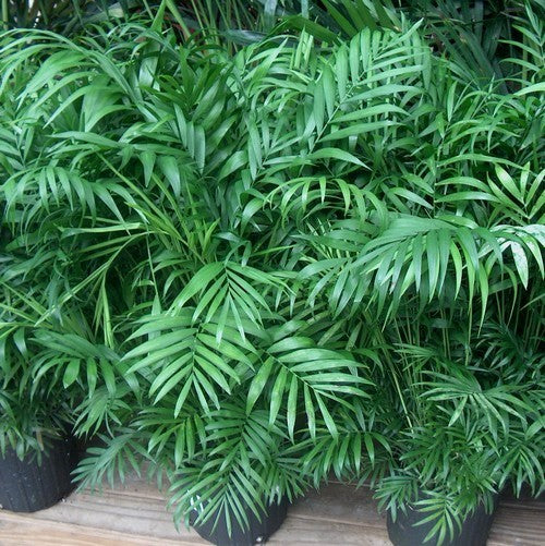 Chamaedorea elegans