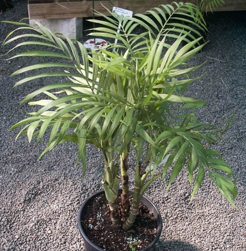 Chamaedorea elegans