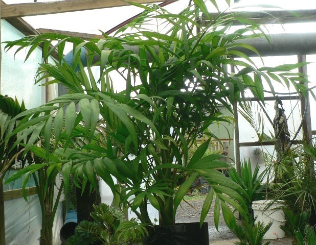 Chamaedorea elegans