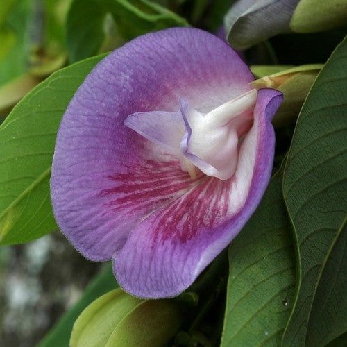 Clitoria fairchildiana