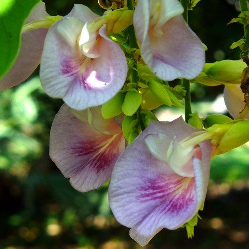 Clitoria fairchildiana