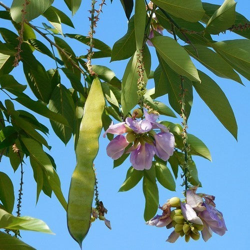 Clitoria fairchildiana