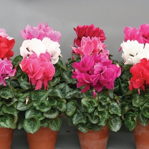 Cyclamen persicum 'Advantage Mix' F2