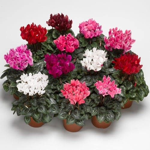 Cyclamen persicum 'Royal Mini' F1