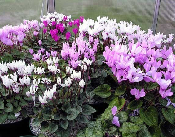 Cyclamen persicum 'Royal Mini' F1