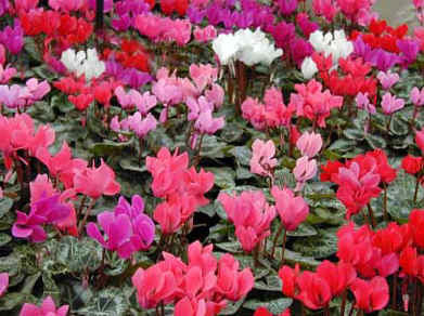 Cyclamen persicum 'Royal Mini' F1