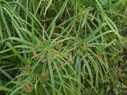 Cyperus alternifolius