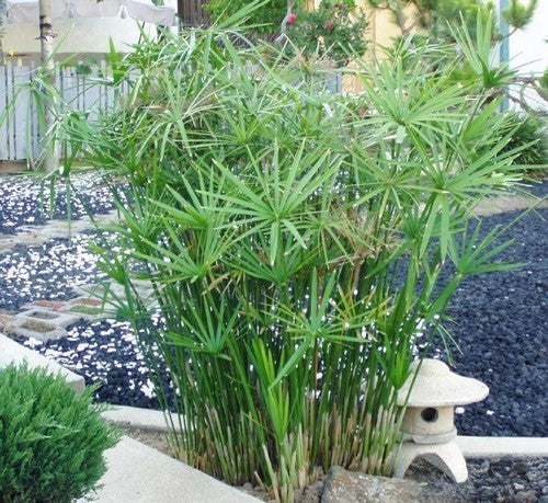 Cyperus alternifolius