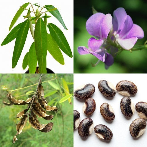 Desmodium gyrans
