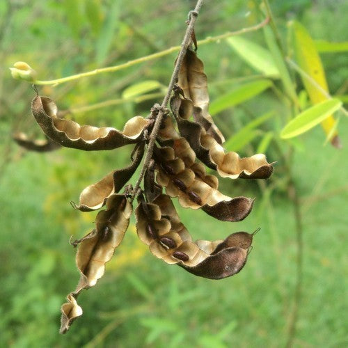 Desmodium gyrans