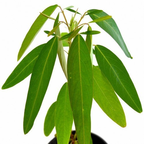 Desmodium gyrans