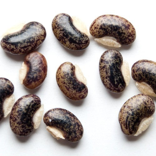 Desmodium gyrans