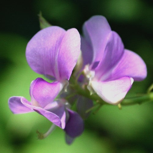 Desmodium gyrans