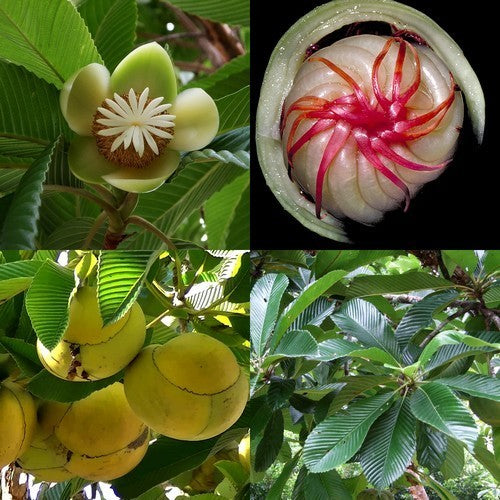 Dillenia indica