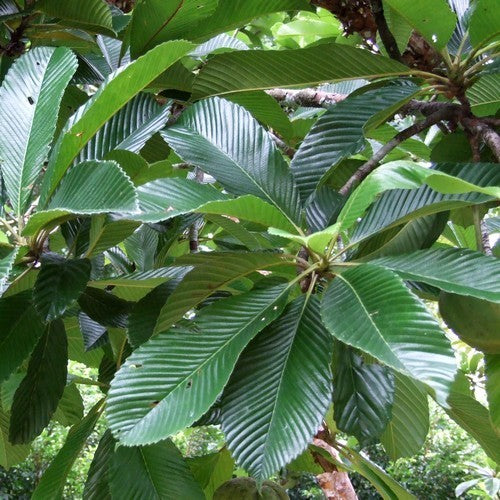 Dillenia indica