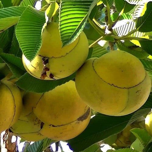 Dillenia indica