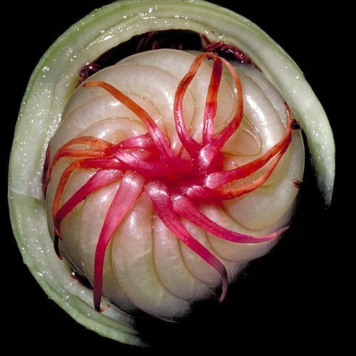 Dillenia indica