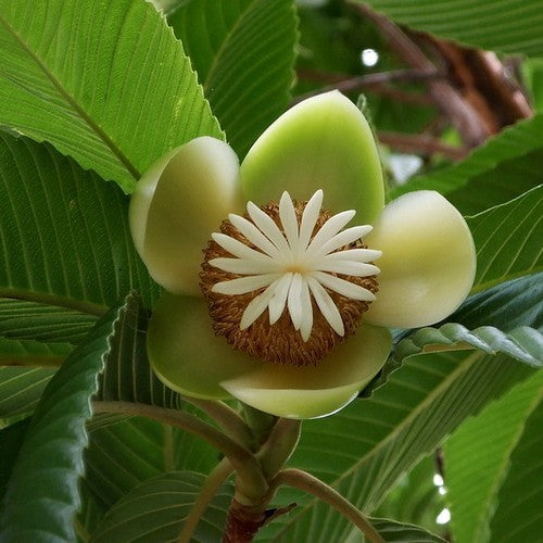 Dillenia indica