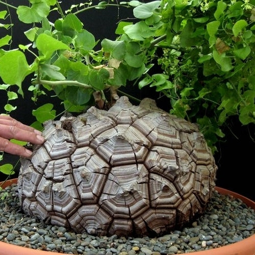 Dioscorea elephantipes