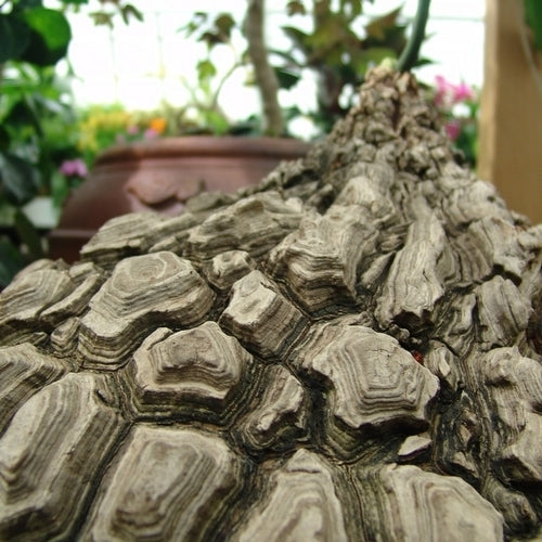 Dioscorea elephantipes