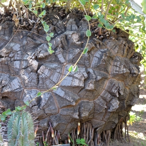 Dioscorea elephantipes