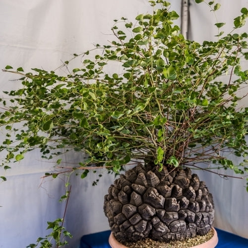 Dioscorea elephantipes