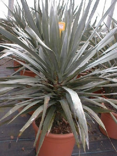 Dracaena draco