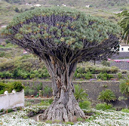 Dracaena draco