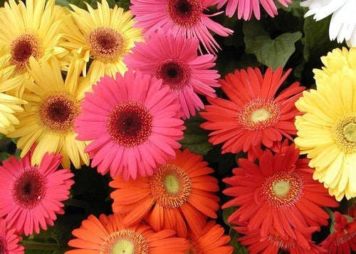 Gerbera jamesonii 'Californian Giants Mixed'