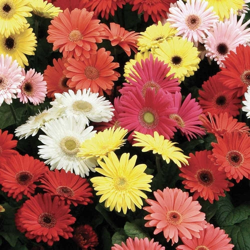 Gerbera jamesonii 'T&M' F2 hybride