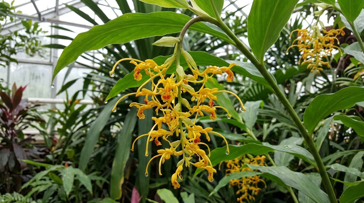 Globba schomburgkii