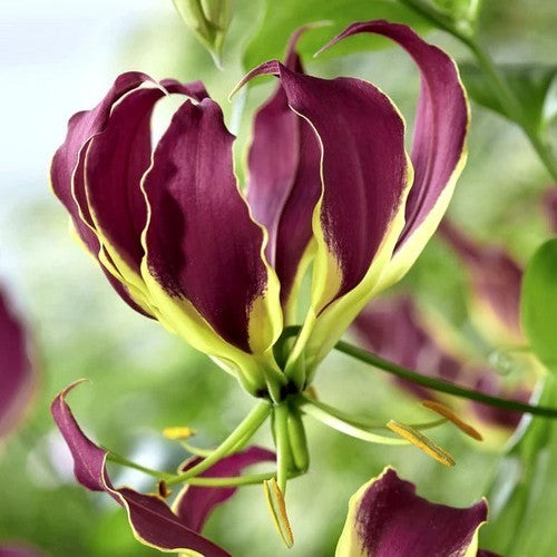 Gloriosa hybrida 'Carsonii'