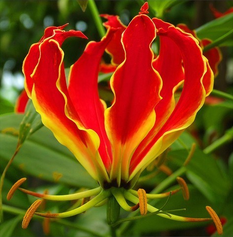 Gloriosa superba 'Mix'