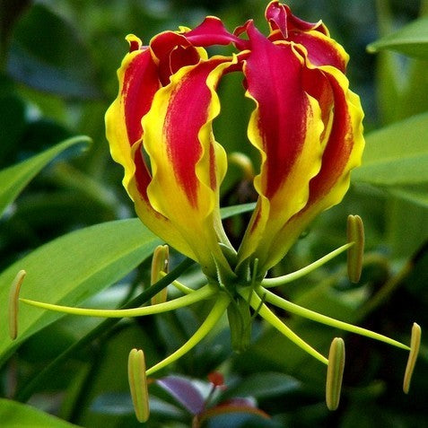 Gloriosa superba 'Mix'