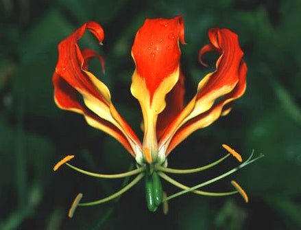 Gloriosa superba 'Mix'