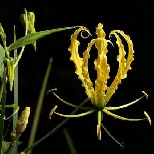 Gloriosa superba 'Lutea'